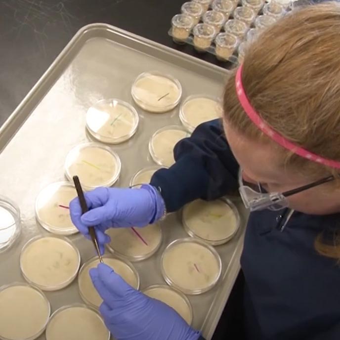 Birdseye view of a researcher working on lab cultures.