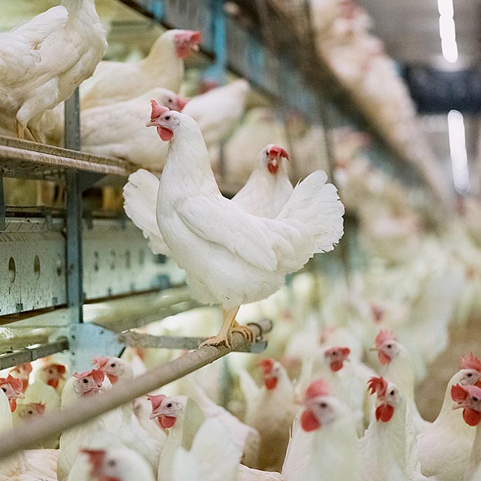 A chicken perches on a rail in a chicken production facility.