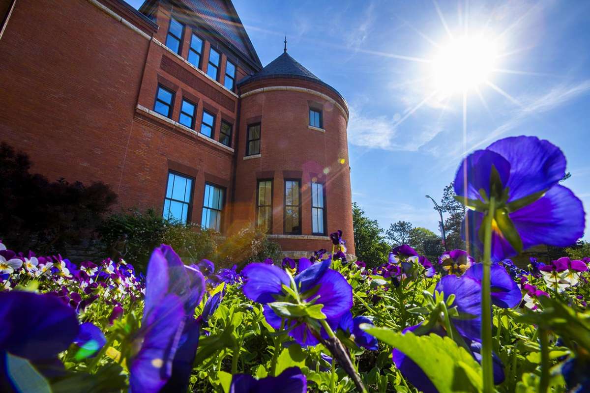 Sunny view of pansies blooming near Morrill Hall.